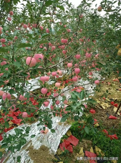 苹果如何套安逸花（苹果的树形构建及果实套袋技术）