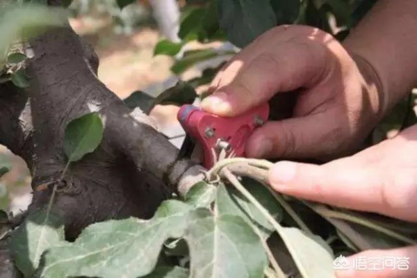 苹果如何套安逸花（苹果的树形构建及果实套袋技术）