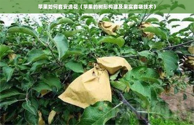 苹果如何套安逸花（苹果的树形构建及果实套袋技术）