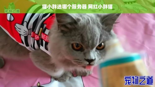 猫小胖选哪个服务器 网红小胖猫